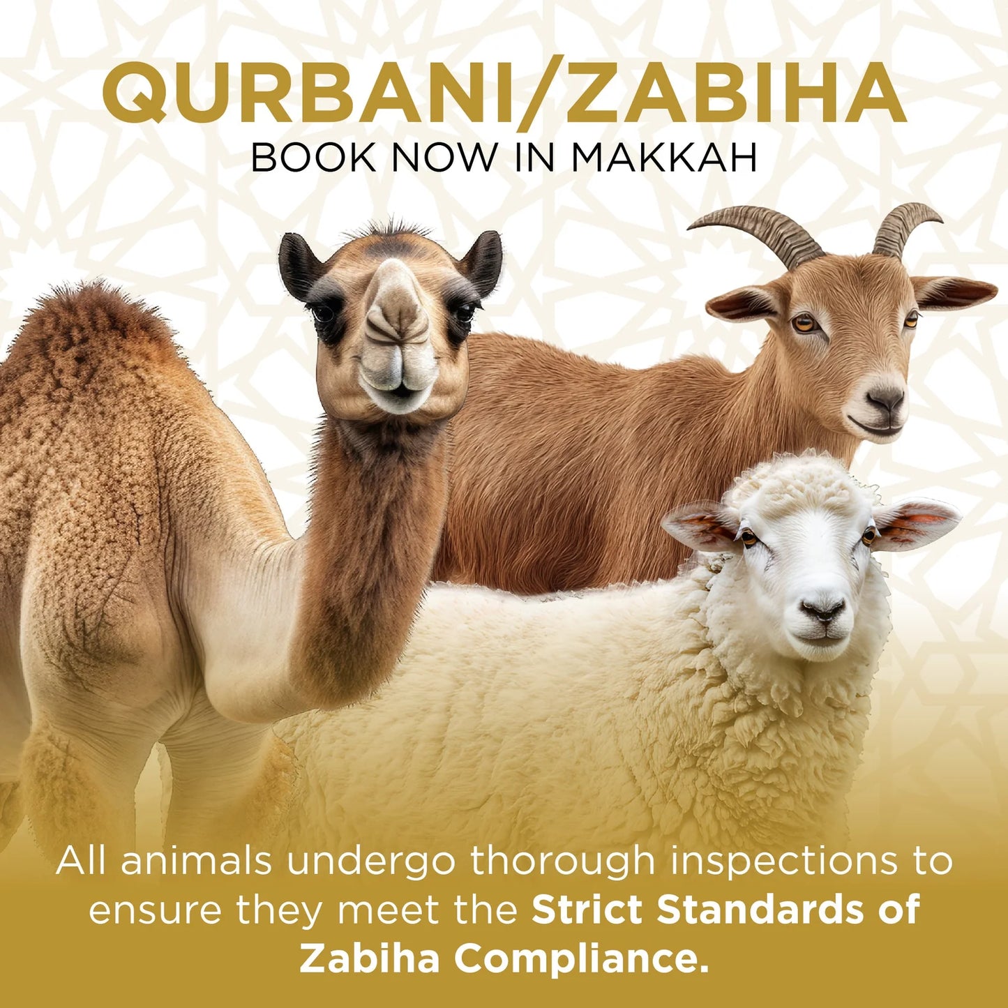 Qurbani / Zabiha in Makkah (24-Hour Completion)