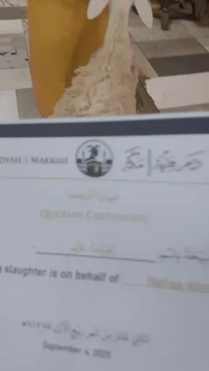 Qurbani / Zabiha in Makkah (24-Hour Completion)